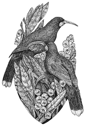 samantha lane nz illustrator, birds, insects